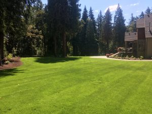 backyard landscaping- large residential landscaping- lawn