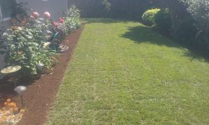 fall landscaping- sod- 