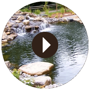 Pond & Water Feature Video